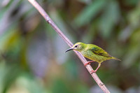 Red-legged Honeycreeper