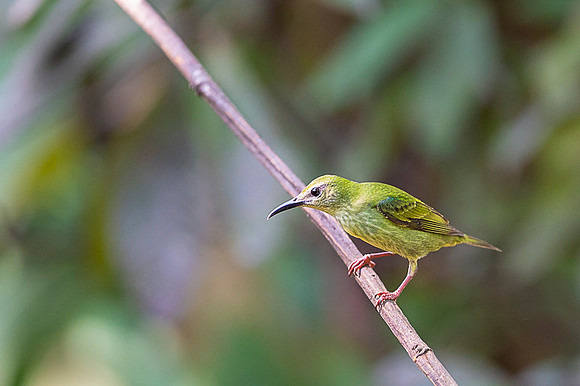 Red-legged Honeycreeper