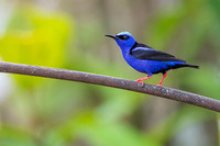 Red-legged Honeycreeper