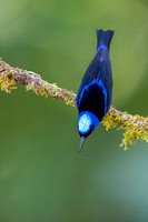 Red-legged Honeycreeper
