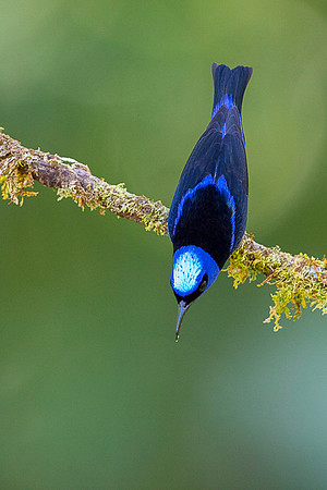 Red-legged Honeycreeper