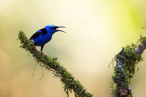 Red-legged Honeycreeper