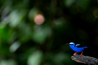 Red-legged Honeycreeper