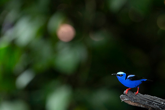 Red-legged Honeycreeper