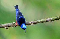 Red-legged Honeycreeper