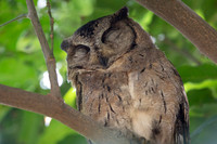 Collared scops owl
