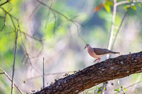 White-tipped Dove