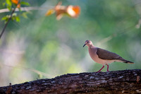 White-tipped Dove
