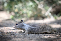 California ground squirrel