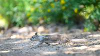 California ground squirrel