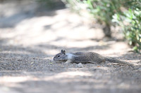 California ground squirrel