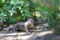 California ground squirrel