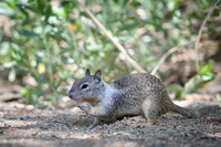 California ground squirrel
