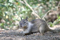 California ground squirrel
