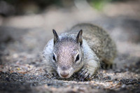 California ground squirrel