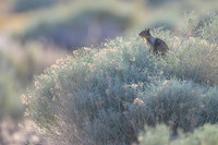 California ground squirrel