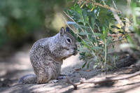 California ground squirrel