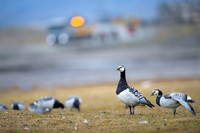 Barnacle goose