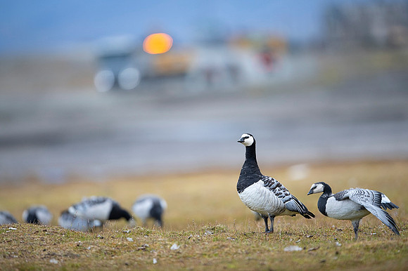 Barnacle goose
