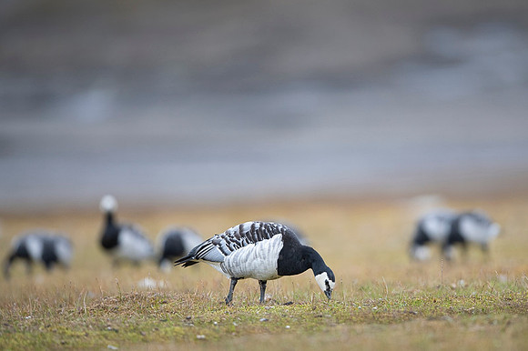 Barnacle goose