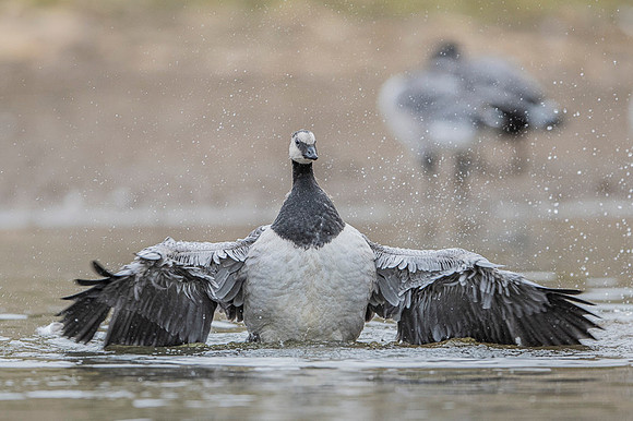 Barnacle goose