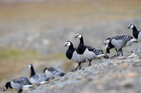 Barnacle goose