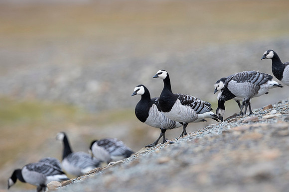 Barnacle goose