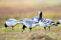 Barnacle goose