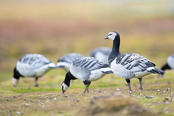 Barnacle goose
