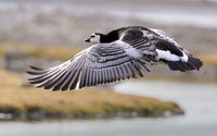 Barnacle goose