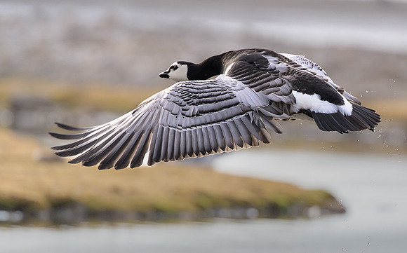 Barnacle goose