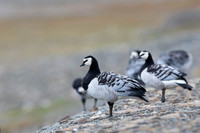 Barnacle goose