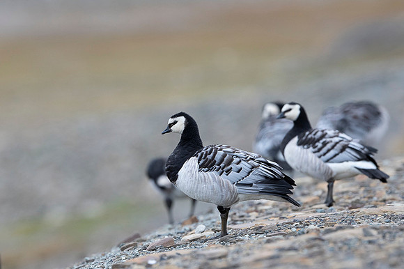 Barnacle goose