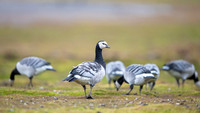 Barnacle goose