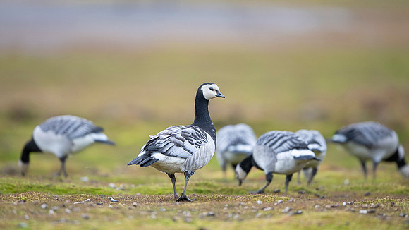 Barnacle goose