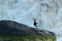 Barnacle goose