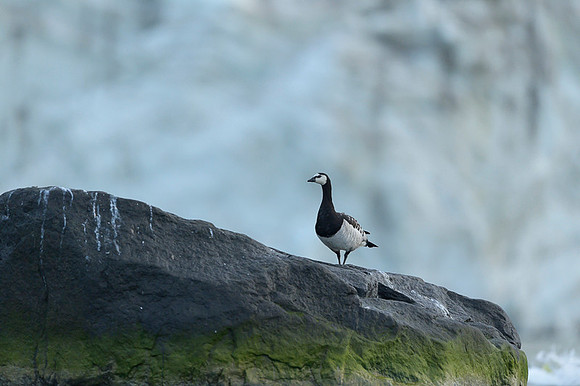 Barnacle goose