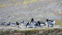 Barnacle goose