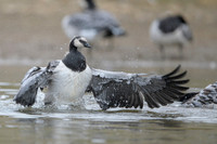 Barnacle goose