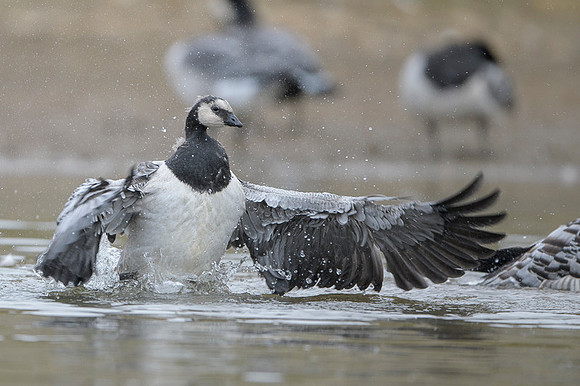 Barnacle goose