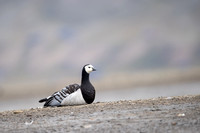 Barnacle goose