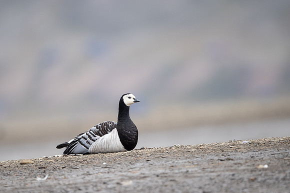 Barnacle goose