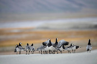 Barnacle goose