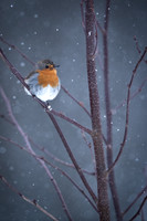 Robin / Rudzik