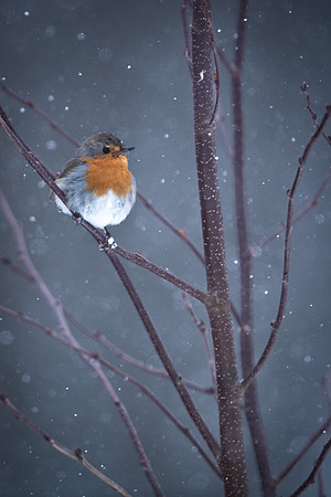 Robin / Rudzik