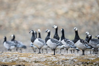 Barnacle goose
