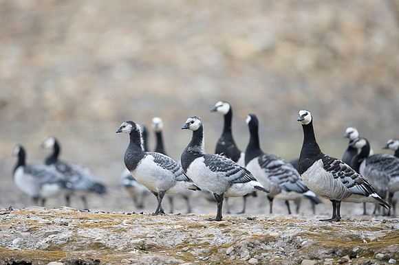 Barnacle goose