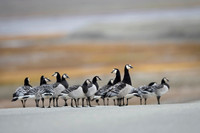 Barnacle goose