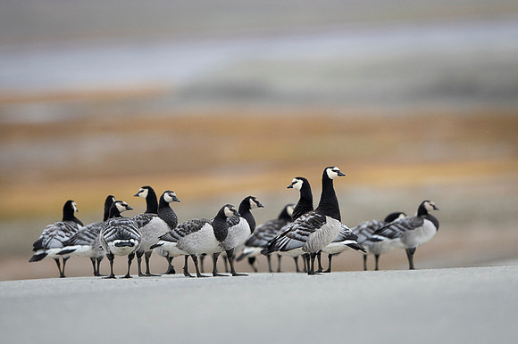 Barnacle goose