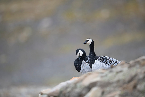 Barnacle goose